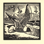 'Black Headed Gull'