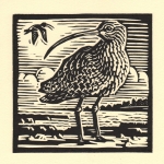 'Curlew'
