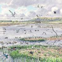 Minsmere: Spring ('a good day on the Scrape')