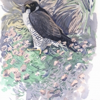 Peregrine-SouthStack14--920x1280-