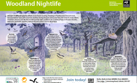 'Woodland Nightlife' bat id panel for Berks, Bucks and Oxon Wildlife Trust
