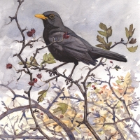 Blackbird-Naze-7