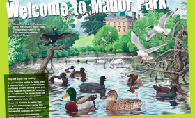 Wildfowl illustration for Manor Park Country Park