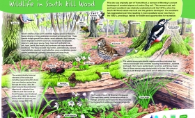 Interpretation board illustration for South Hill Wood